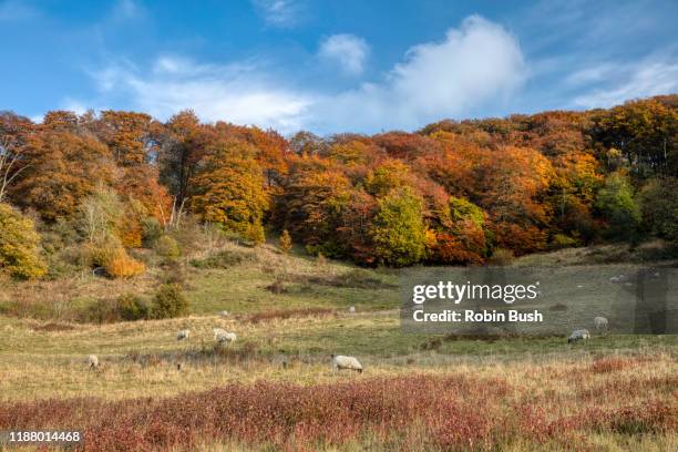 pulpit hill, autumn colours, chilterns, buckinghamshire - buckinghamshire imagens e fotografias de stock