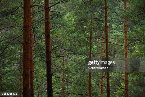 pine forest in dark light in winter - tree canopy stock pictures, royalty-free photos & images
