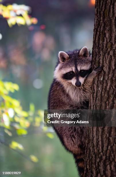 wild racoon in a tree - delaware water gap stock pictures, royalty-free photos & images