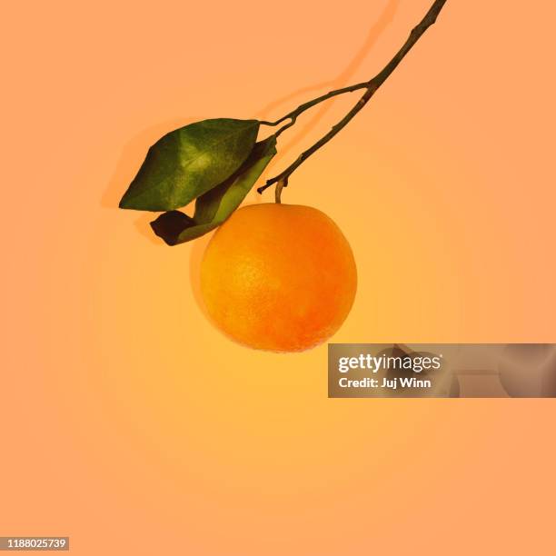 orange citrus on branch with leaves - orange branch stock pictures, royalty-free photos & images