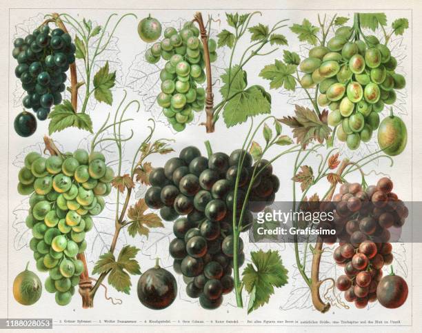 ilustraciones, imágenes clip art, dibujos animados e iconos de stock de variedad de uva vino 1897 - uva