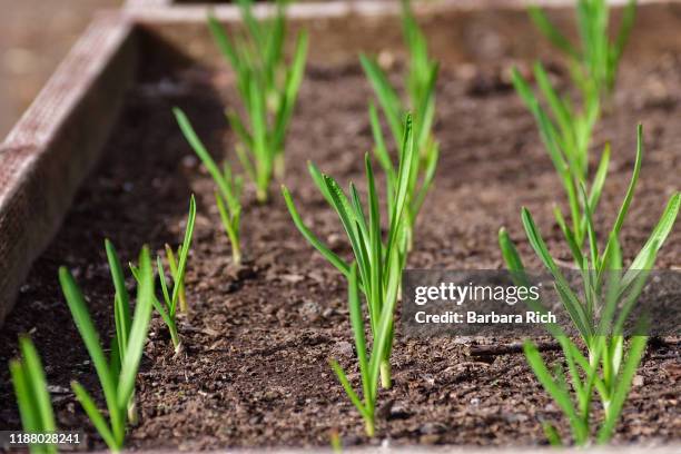 sprouted garlic in raised garden beds grown as winter crop - alho imagens e fotografias de stock