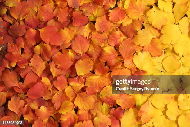 fall colors - autumn leaf color stock-fotos und bilder