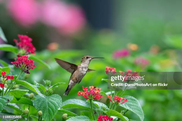 visiting the lantana - birds and flowers stock pictures, royalty-free photos & images