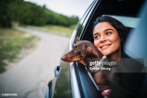 femme heureuse et son crabot conduisant dans une voiture - dog in car photos et images de collection