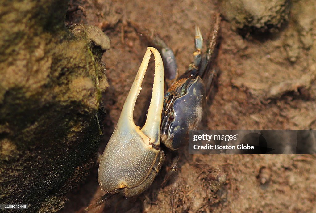 On Cape Cod, Climate Change Is Already Terrifyingly Real