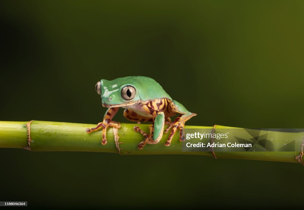 Barred leaf frog