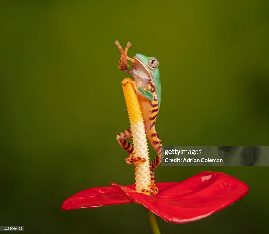 Barred leaf frog