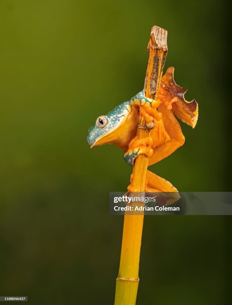 Fringed Leaf Frog ( Cruziohyla craspedopus)