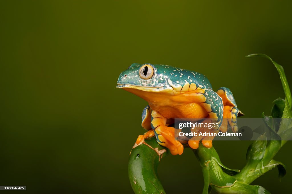 Fringed Leaf Frog ( Cruziohyla craspedopus)