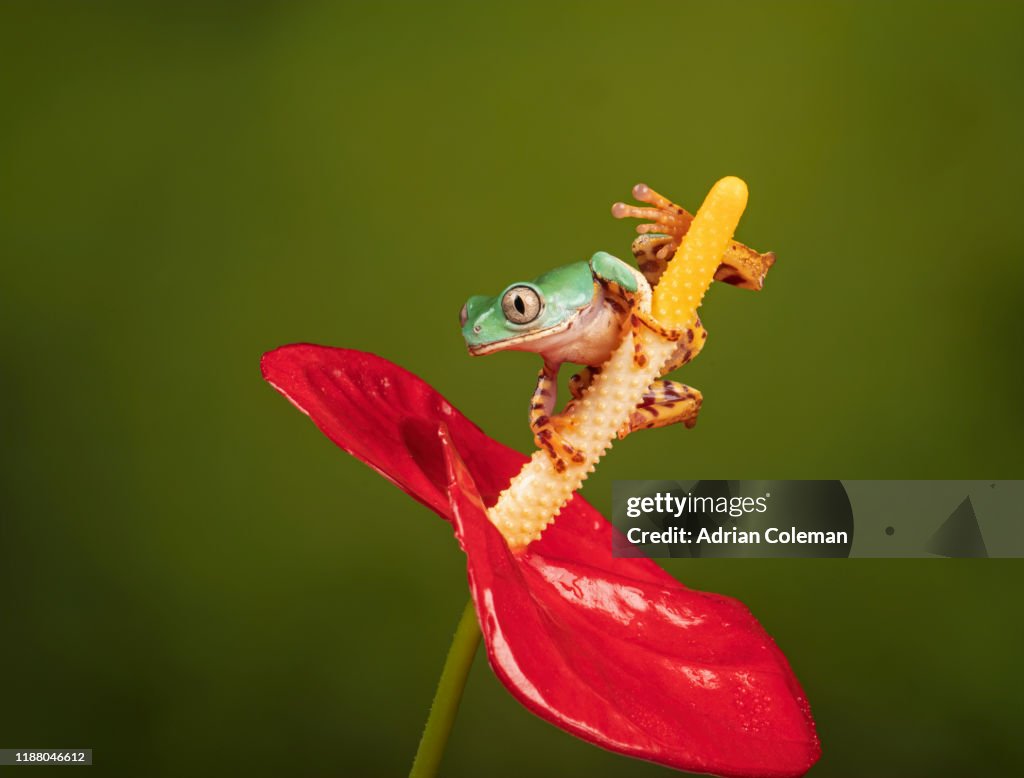 Barred leaf frog