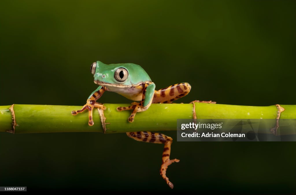 Barred leaf frog