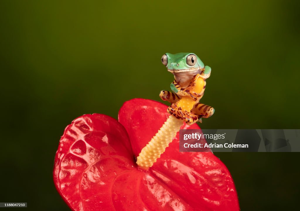 Barred leaf frog