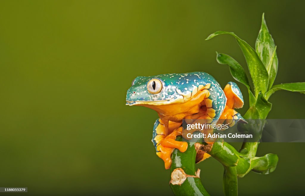 Fringed Leaf Frog ( Cruziohyla craspedopus)