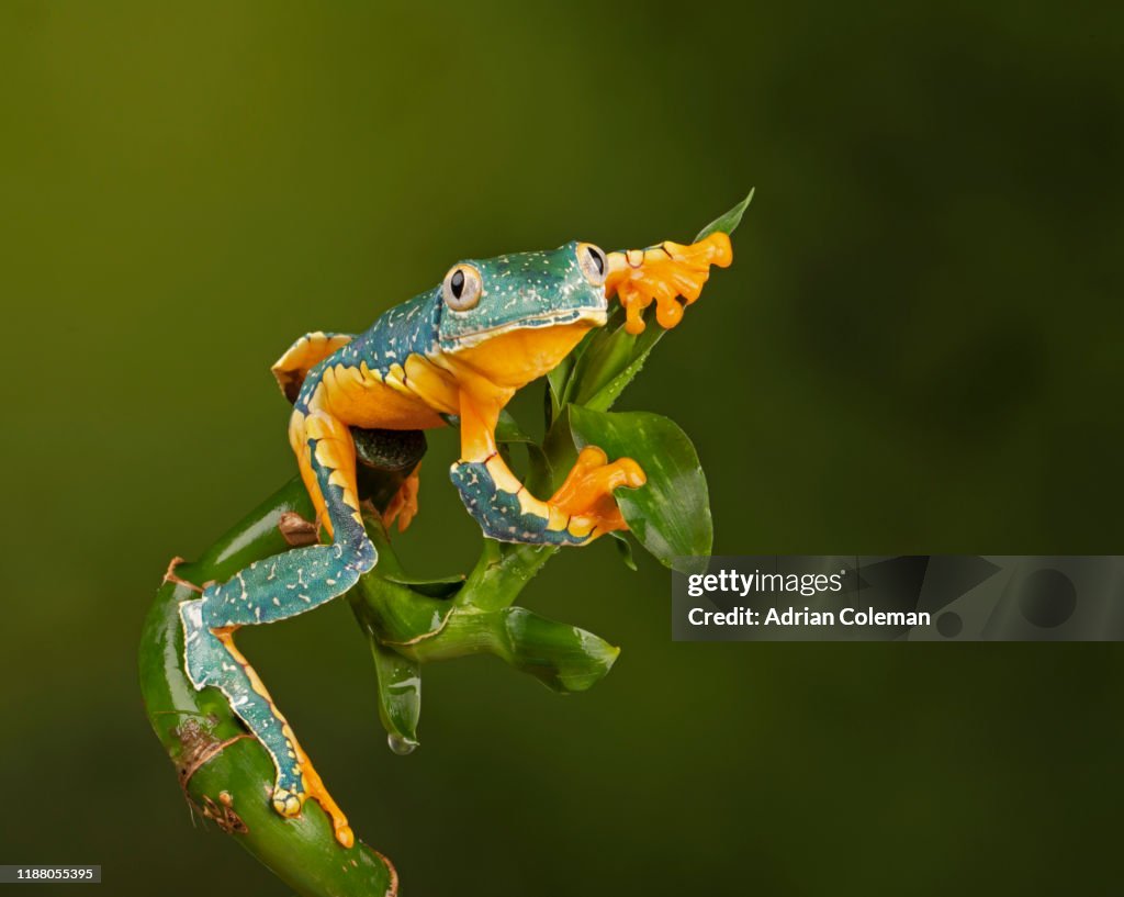 Fringed Leaf Frog ( Cruziohyla craspedopus)