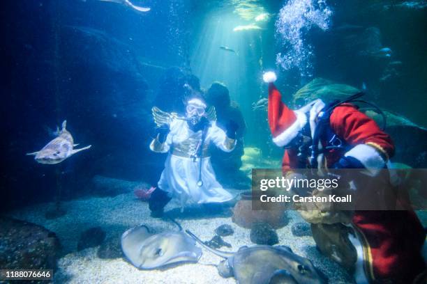 Divers dressed as Santa Claus and an angel feed fish at the Sea Life Berlin aquarium on December 12, 2019 in Berlin, Germany. The aquarium contains...