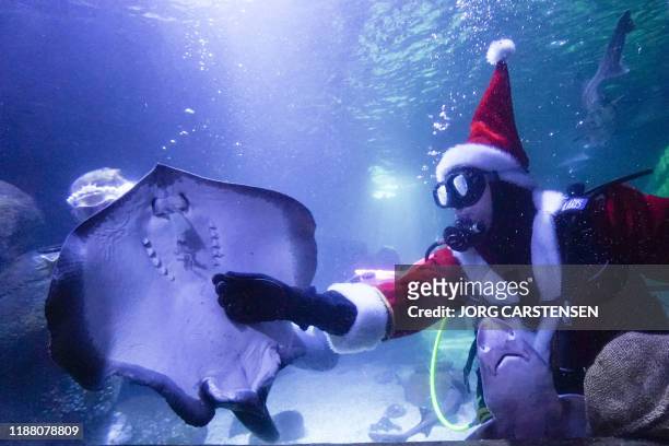 Diver in a Santa Claus costume feeds a ray during a Christmas Diving event at the Sea Life aquarium in Berlin on December 12, 2019. / Germany OUT