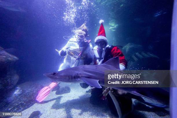 Divers in Santa Claus and angel costumes feed a shark during a Christmas Diving event at the Sea Life aquarium in Berlin on December 12, 2019. /...