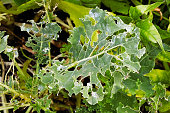 A kale leaf covered in holes caused by insects