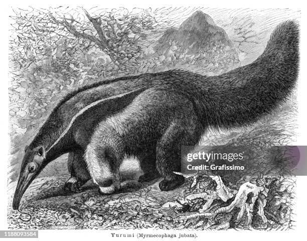 stockillustraties, clipart, cartoons en iconen met de reus anteater of ant bear illustratie 1897 - giant anteater