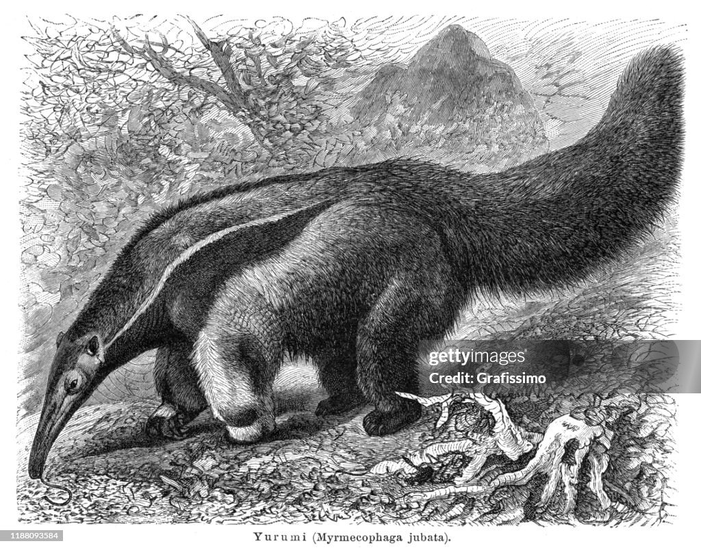 The giant anteater or ant bear illustration 1897