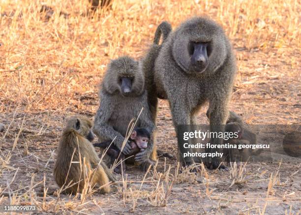 troop of baboons, tarangire np, tanzania - baboons stock pictures, royalty-free photos & images