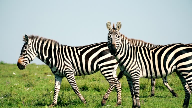 7,263 Zebra Videos and HD Footage - Getty Images 7,263 Zebra Videos and HD Footage - Getty Images