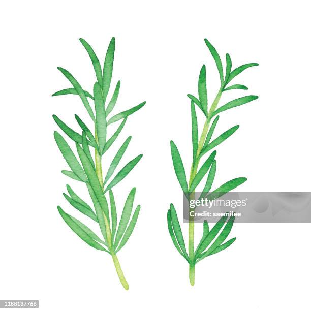 ilustrações, clipart, desenhos animados e ícones de alecrim aquarela - rosemary