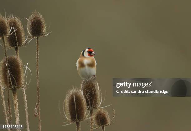 a goldfinch, carduelis carduelis, feeding on the seeds of a teasel plant. - carduelis carduelis stock pictures, royalty-free photos & images