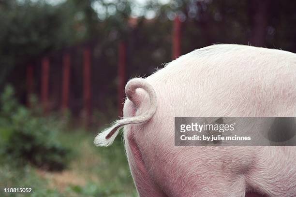 pigs curly tail - 尾 ストックフォトと画像