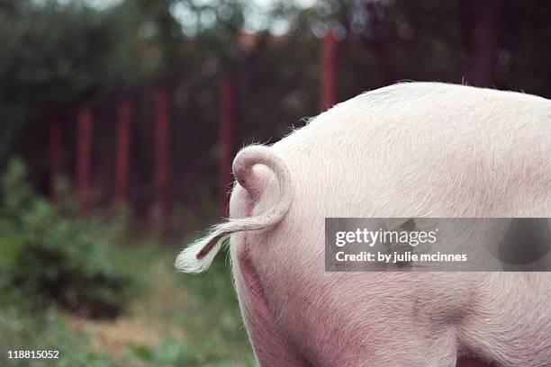 pigs curly tail - animal pig tail stock pictures, royalty-free photos & images
