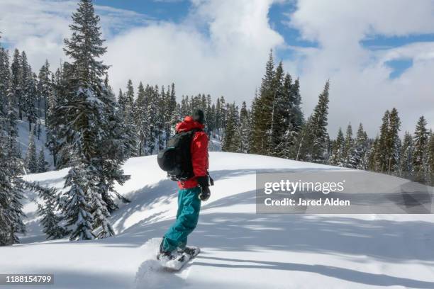 athletic snowboarder with backpack riding a snowboard over fresh untouched powder snow in the backcountry open forested terrain on mount shasta california - monte shasta foto e immagini stock