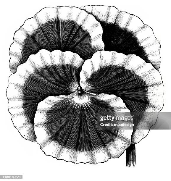 215点のパンジーイラスト素材 Getty Images 215点のパンジーイラスト素材 Getty Images