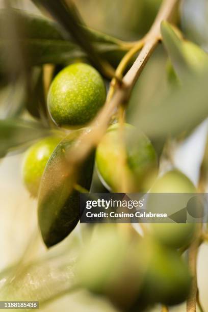olive harvest in salento / apulia / italy - salento foto e immagini stock
