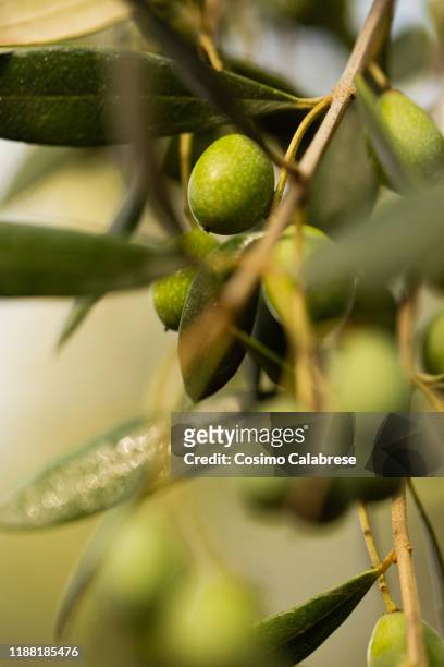 olive harvest in salento / apulia / italy - green olive fotografías e imágenes de stock