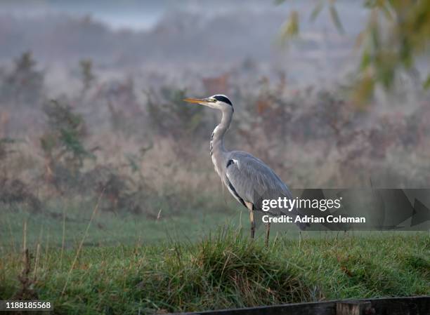 grey heron in riverside  scene - bird uk bird of prey stock pictures, royalty-free photos & images