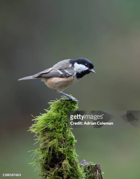 coal tit perched on tree with moss - tits stock pictures, royalty-free photos & images