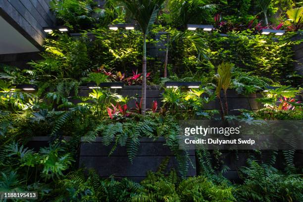 tropical rainforest foliage plants indoor. - rainforest garden ストックフォトと画像