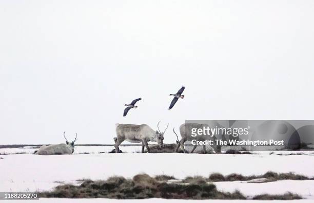 Caribou and geese at Teshekpuk Lake in North Slope Borough, AK on May 26, 2019. The lake is the largest in Arctic Alaska. It is a significant...