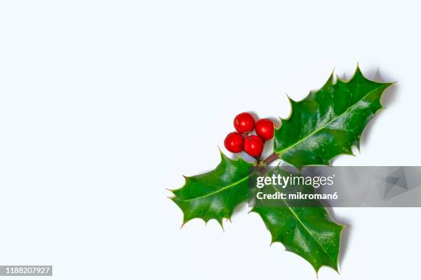 ilex, or holly evergreen shrubs - azevinho imagens e fotografias de stock