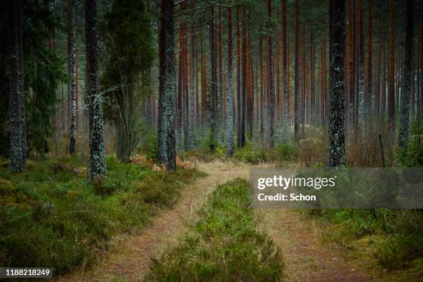 the end of a narrow forest road in coniferous forest in the autumn in dim light - dead end stock pictures, royalty-free photos & images