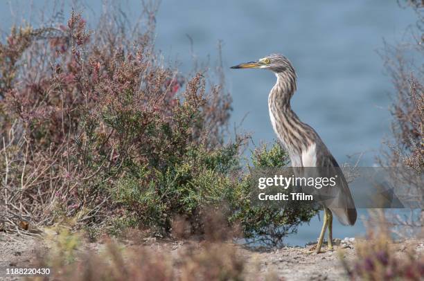 1,344 Chinese Heron Stock Photos, High Biology Diagrams