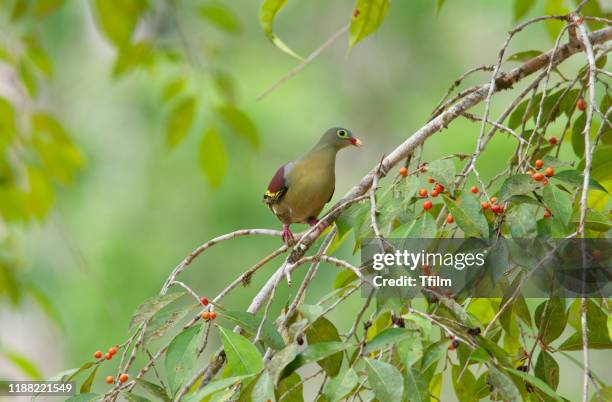 Thickbilled Green Pigeon Treron Curvirostra Beautiful Bird In Thailand, Foto stock
