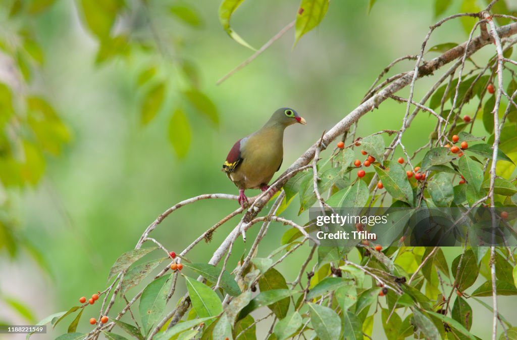 Thick-billed Green Pigeon; Treron curvirostra, Beautiful bird in Thailand