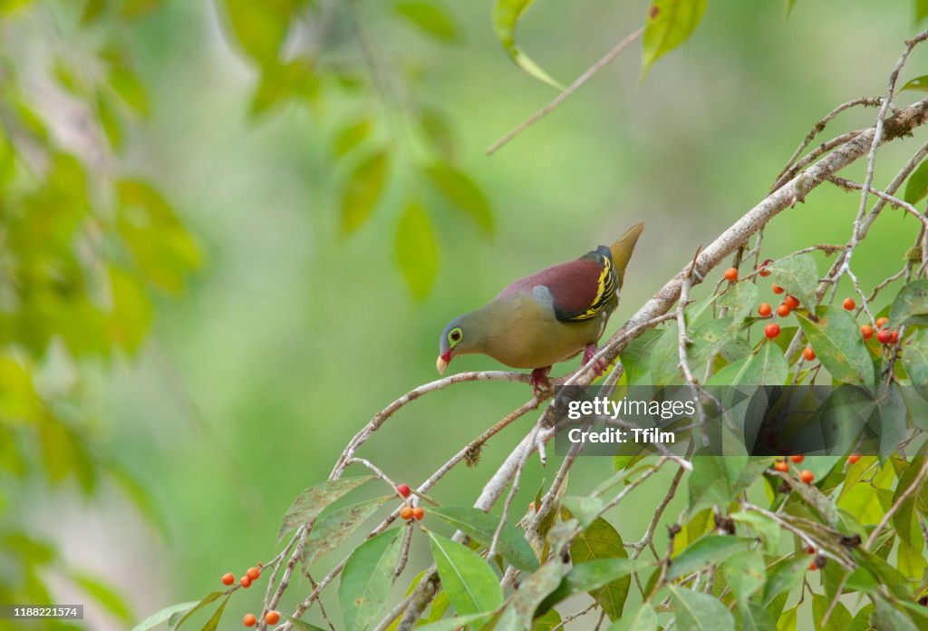 Thick-billed Green Pigeon; Treron curvirostra, Beautiful bird in Thailand