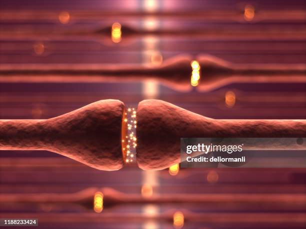 neurons cells - sensory nerve fibers stock pictures, royalty-free photos & images