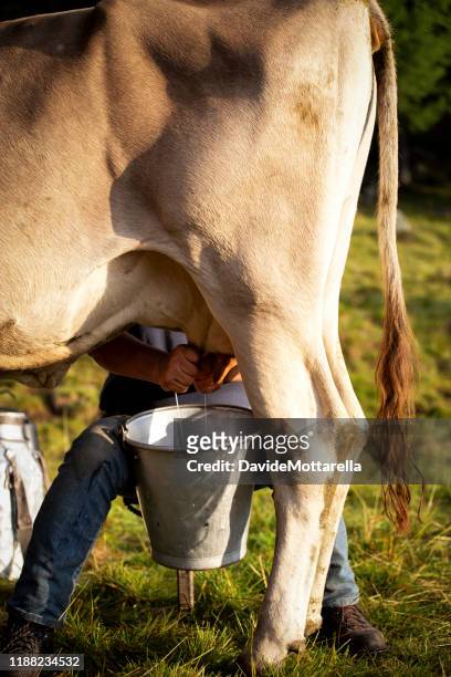 the noble work of the cowboy in valtellina - milking stock pictures, royalty-free photos & images