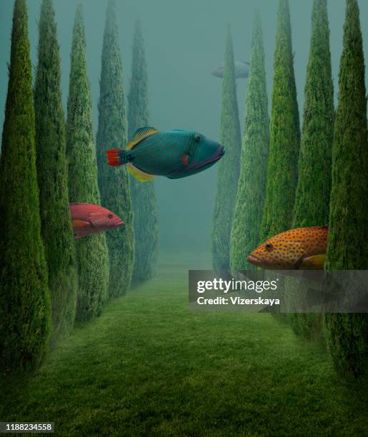 gros poissons - surrealisme photos et images de collection