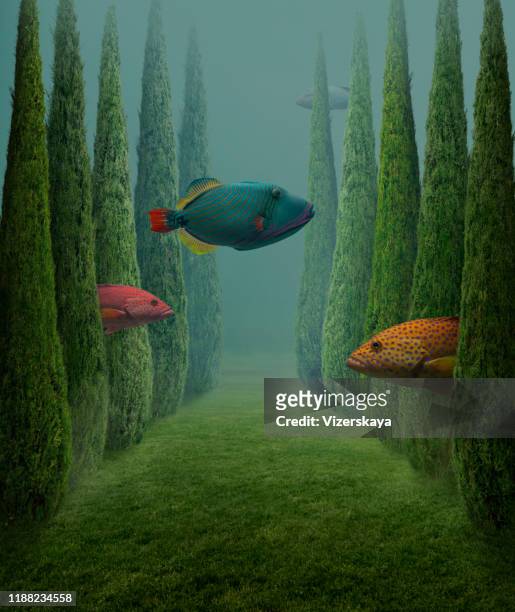 big fishes - surrealismo imagens e fotografias de stock