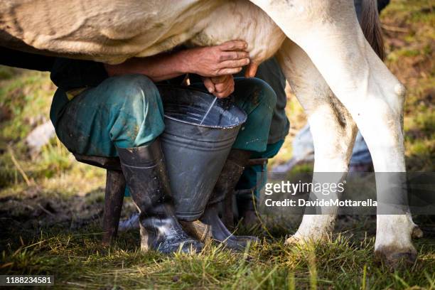 the noble work of the cowboy - milking stock pictures, royalty-free photos & images